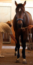 Tierrztin Dr. Sabine Wettengel bei der Pferdeosteopathie